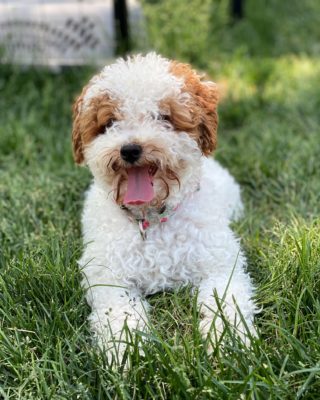 Teacup Cavapoo spring activities to do with your dog