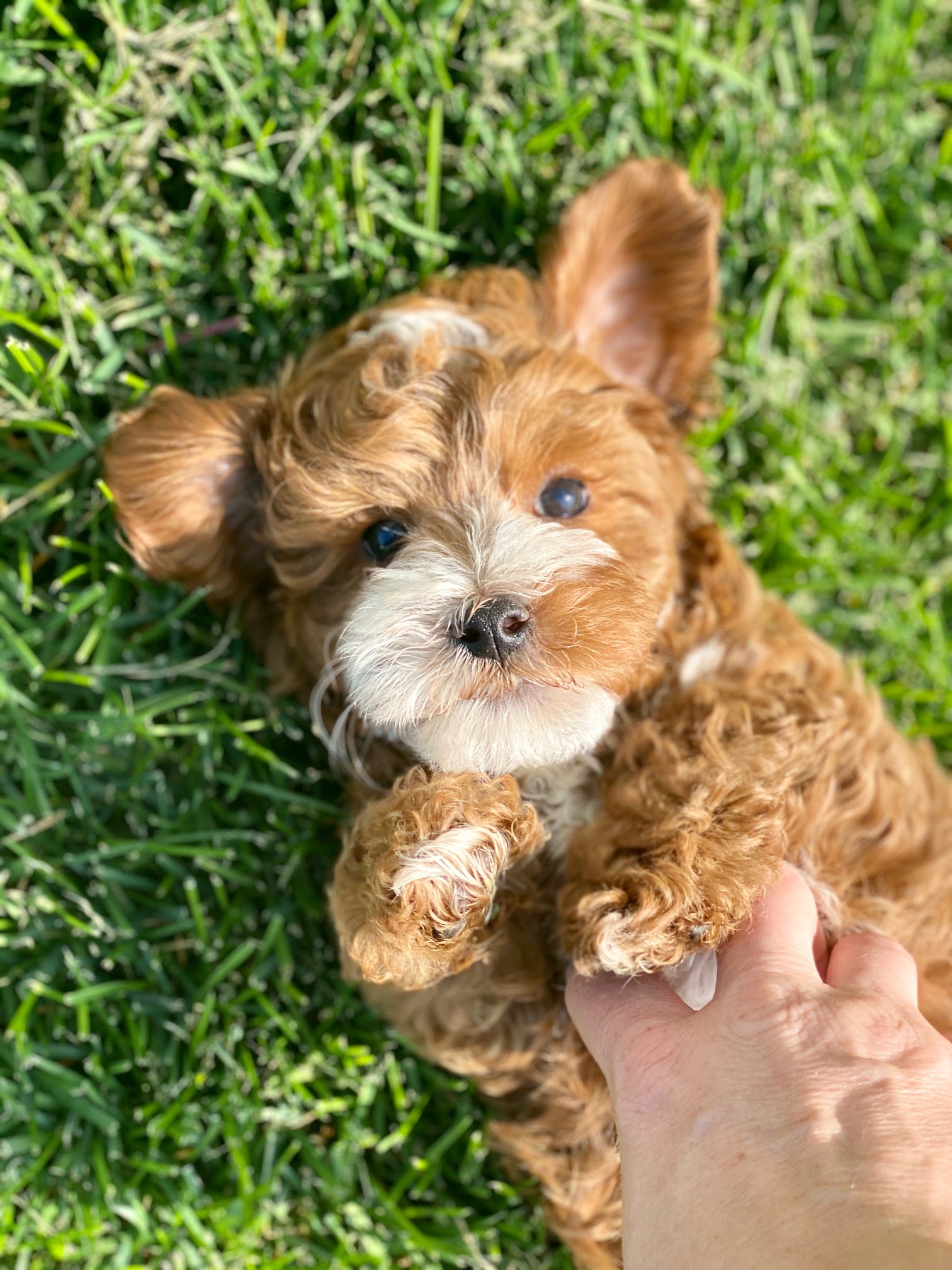 An individual holds a tiny brown dog with care and tenderness.