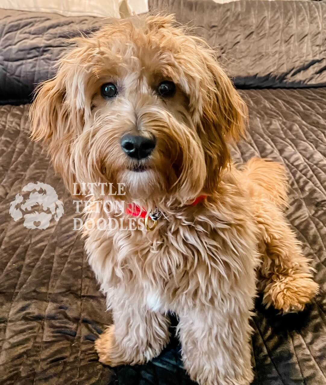 Honey & Gryff | A diminutive brown canine perched on a bed, gazing intently at the viewer.