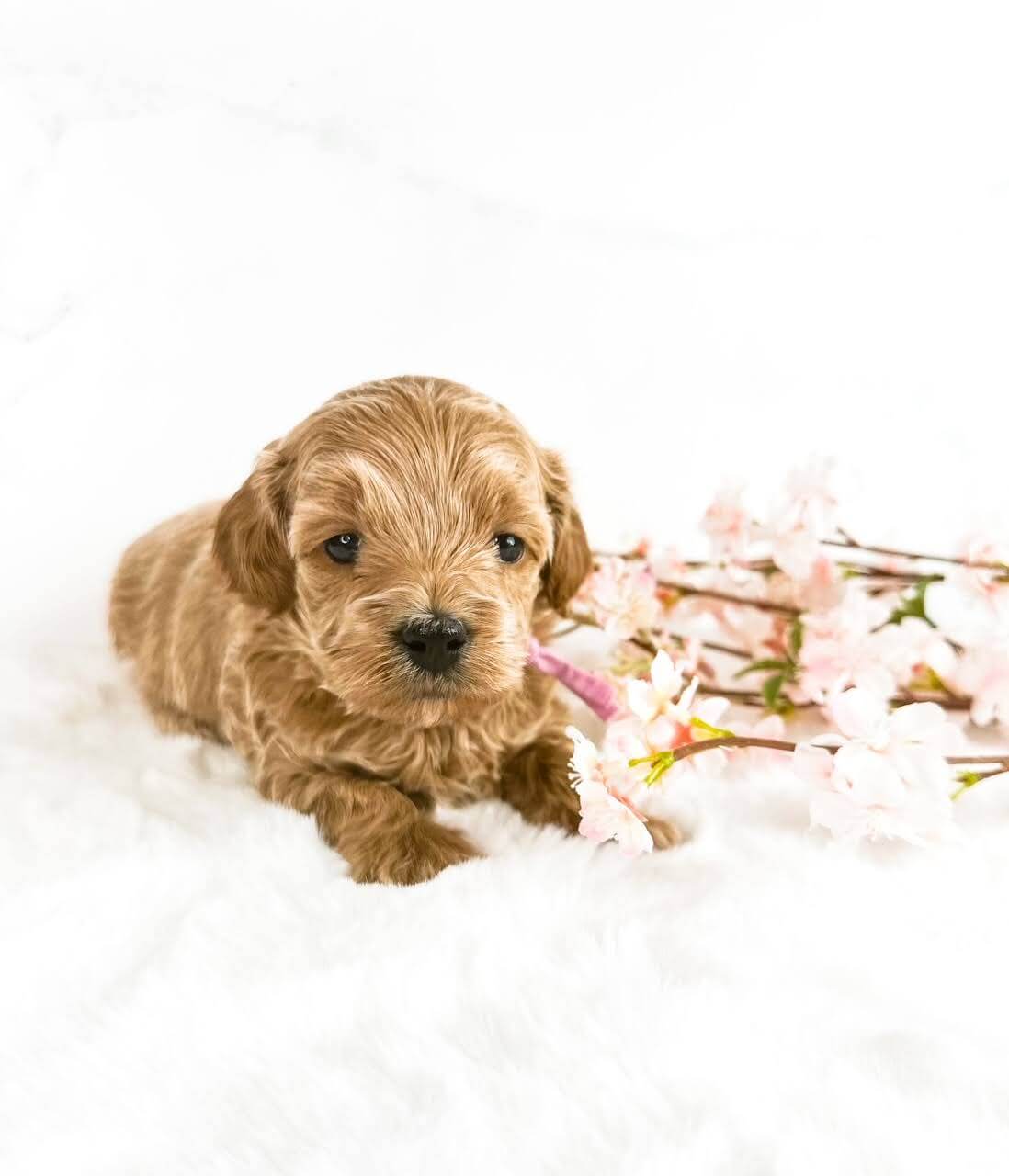A small, adorable puppy sits gracefully on a pristine white background, surrounded by delicate pink flowers.