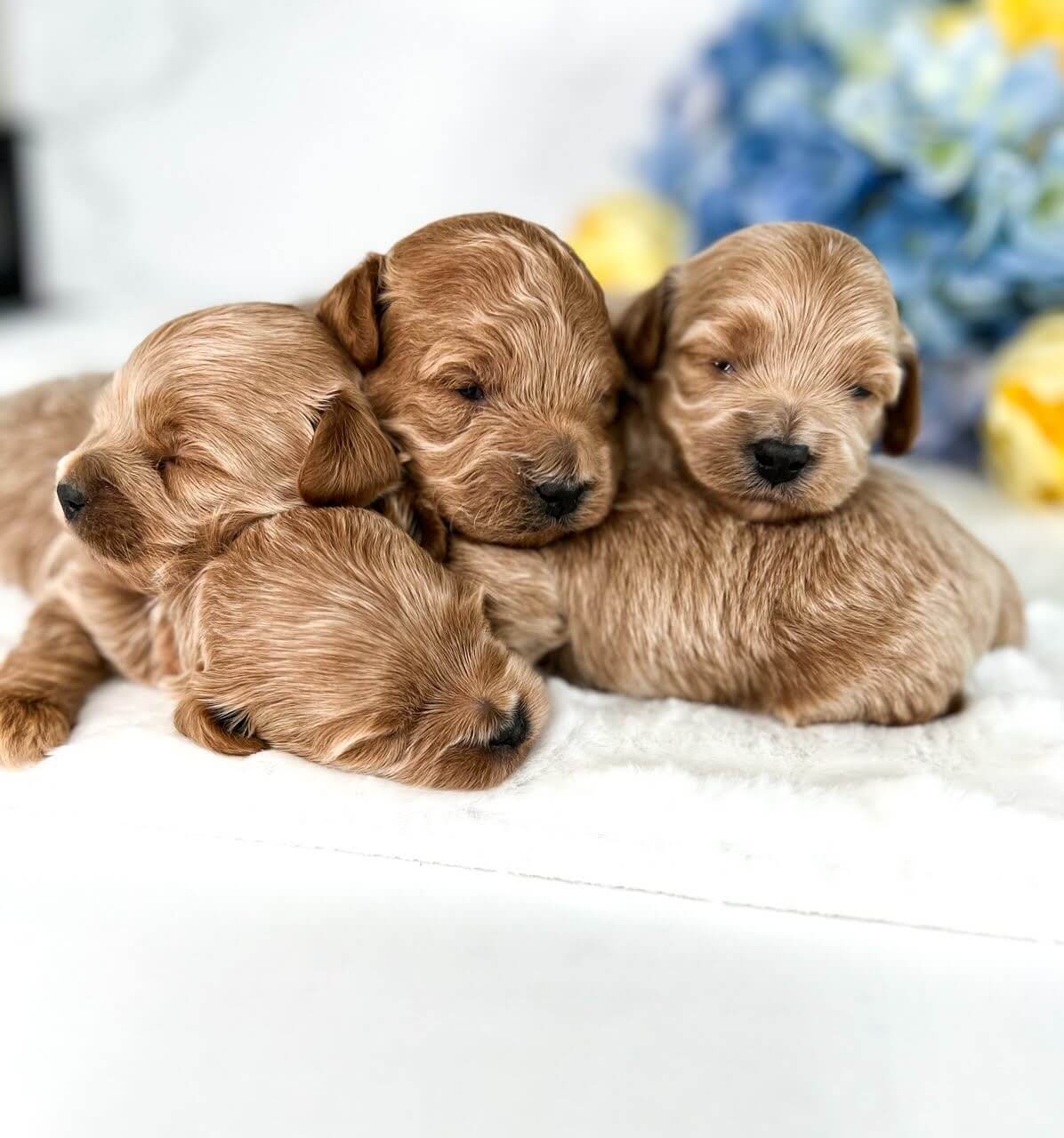A four of adorable puppies lie in a neat stack, enjoying a moment of tranquility.