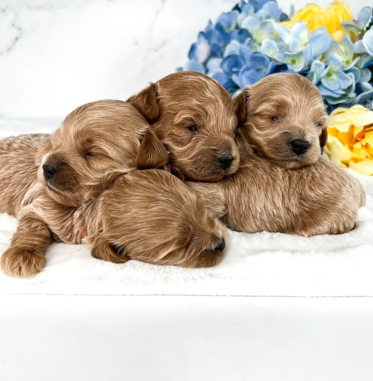 A four of adorable puppies lie in a neat stack, enjoying a moment of tranquility.