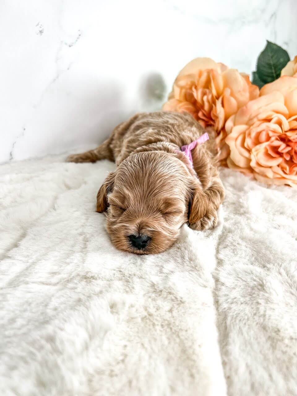 One of the breed of goldendoodles puppy peacefully rests beside a vibrant bouquet of flowers, creating a heartwarming scene of tranquility and natural beauty.
