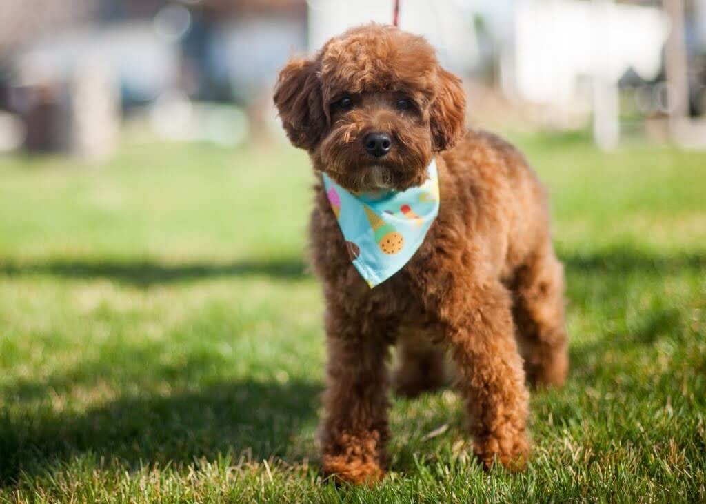 A dog with a brown coat and a bandana around its neck lounges on the grass.