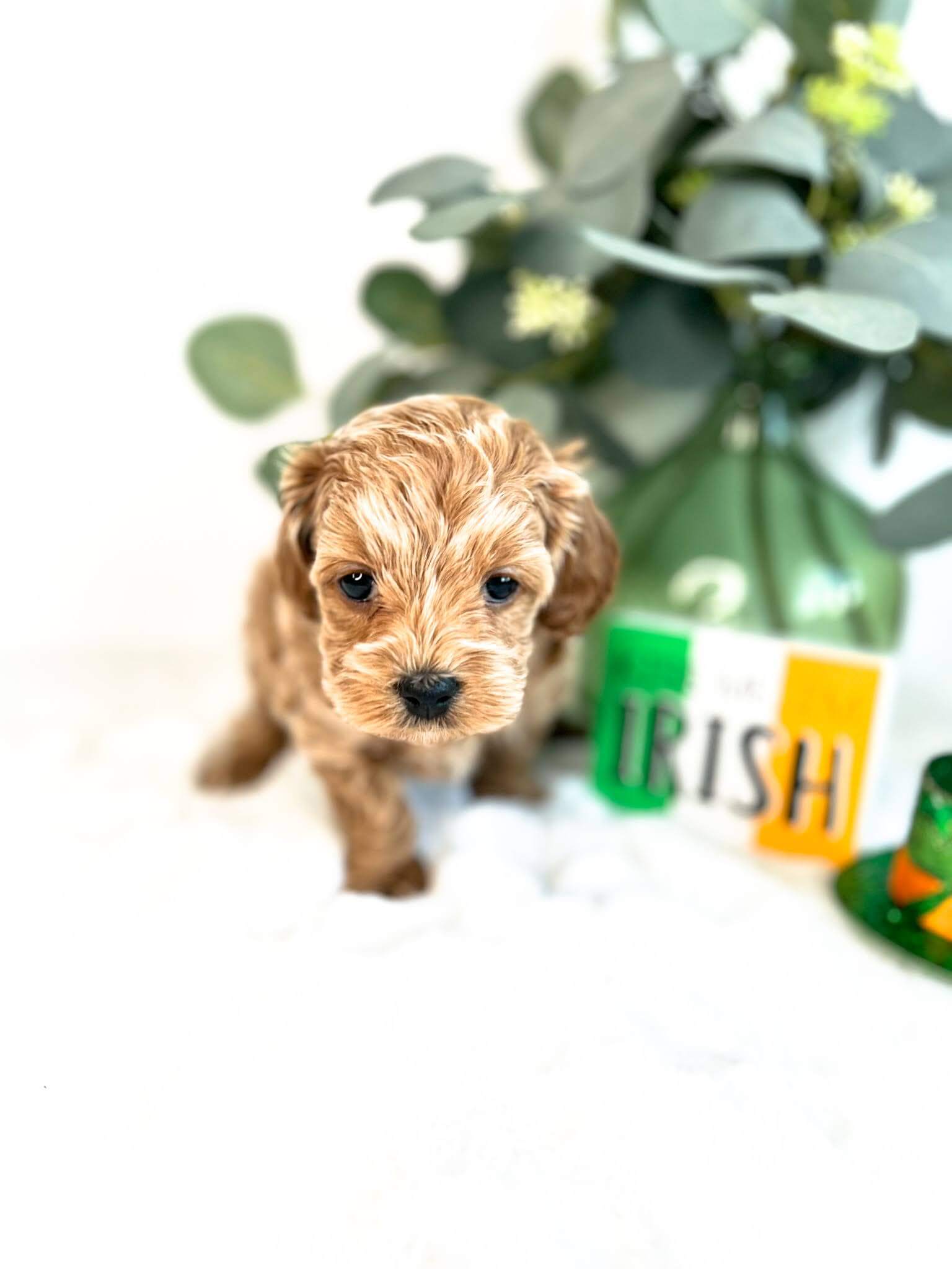 A small brown puppy stands beside a green vase, showcasing its adorable presence in a charming setting.