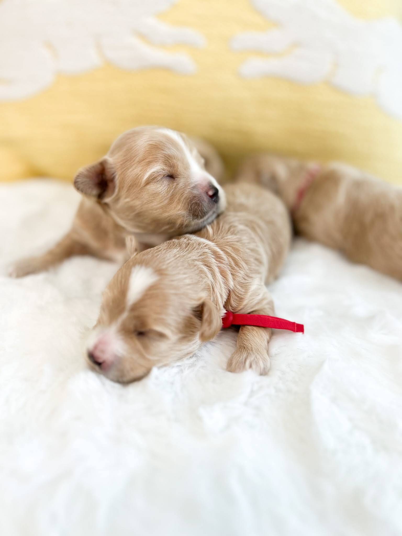 Two adorable puppies are peacefully sleeping on a comfortable bed, with their paws and noses touching each other.