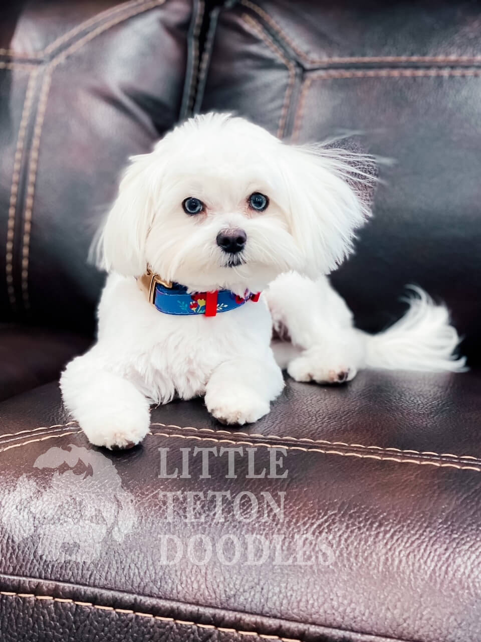 A small white dog calmly seated on a luxurious leather couch.