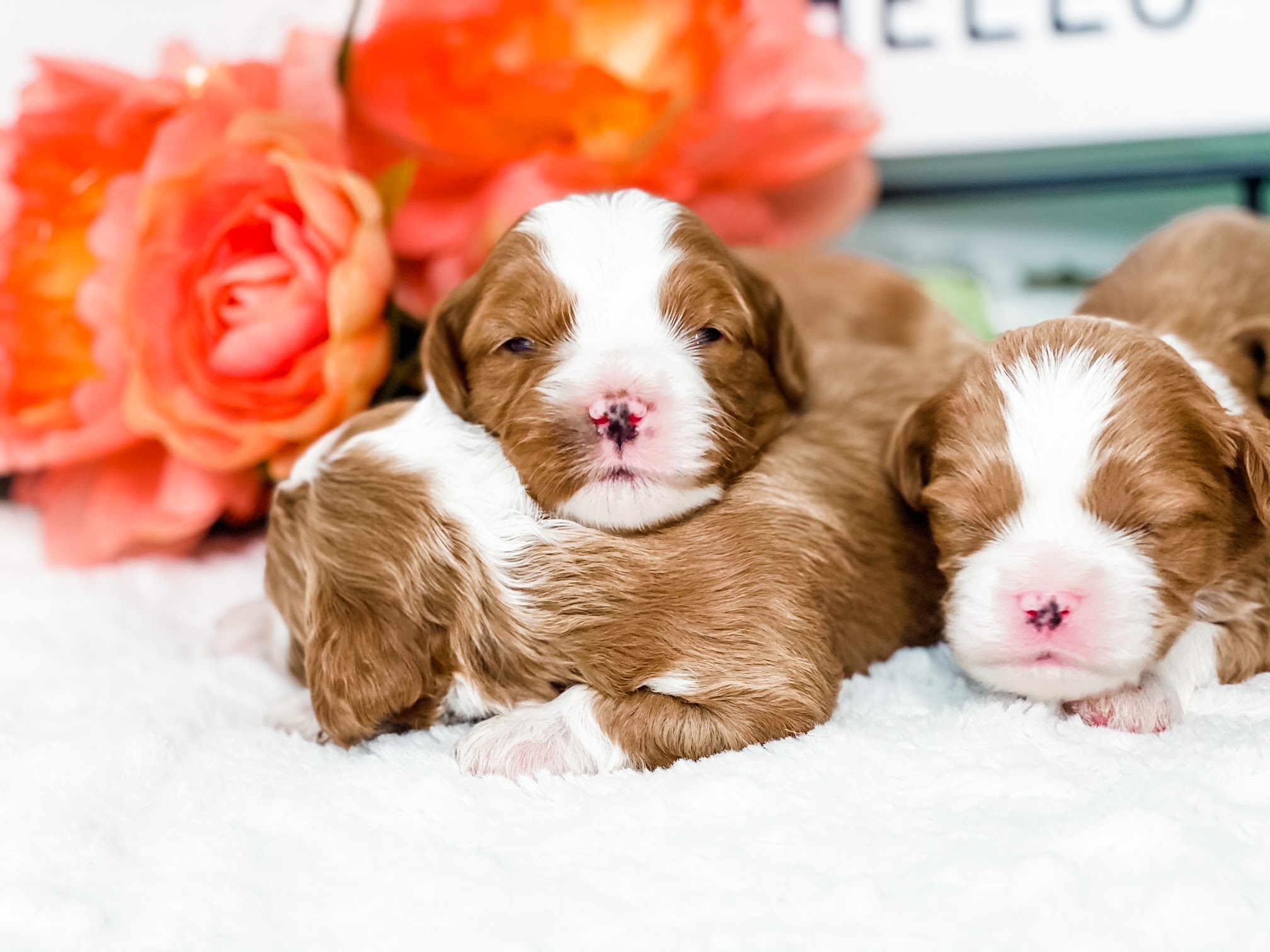 Three adorable brown and white Cavoodles/Cavapoos puppies snuggle on top of each other, one resting its head on the other's back.