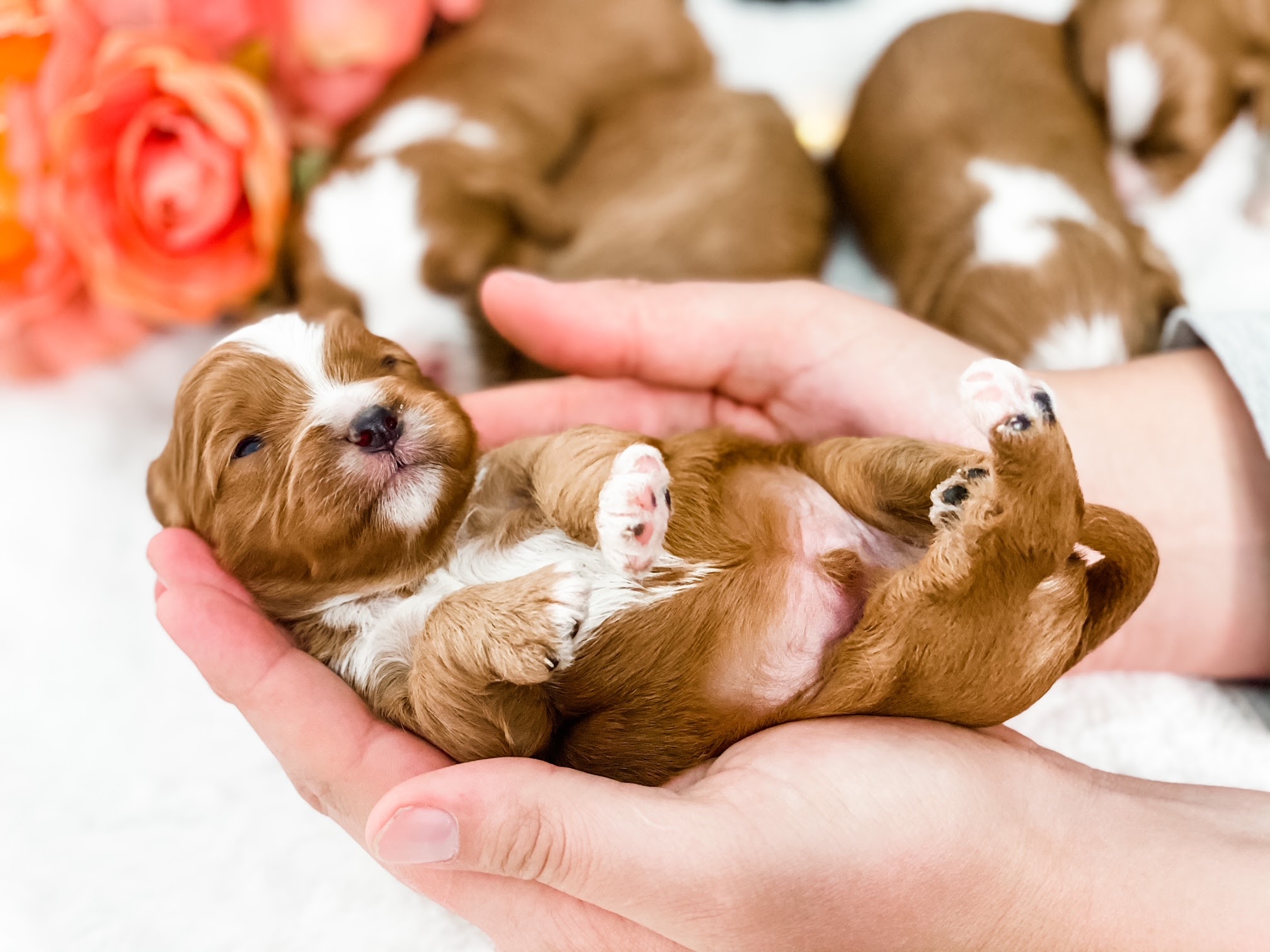 5 puppies on a Guardian Home 