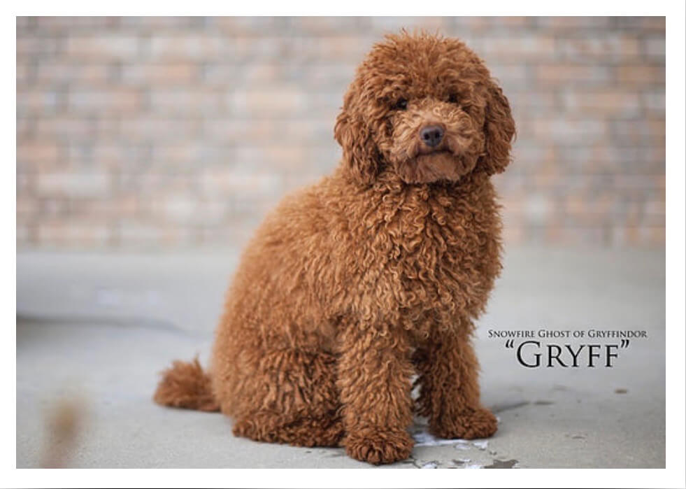 Honey & Gryff | A brown poodle calmly seated on the ground, displaying a poised and attentive demeanor.