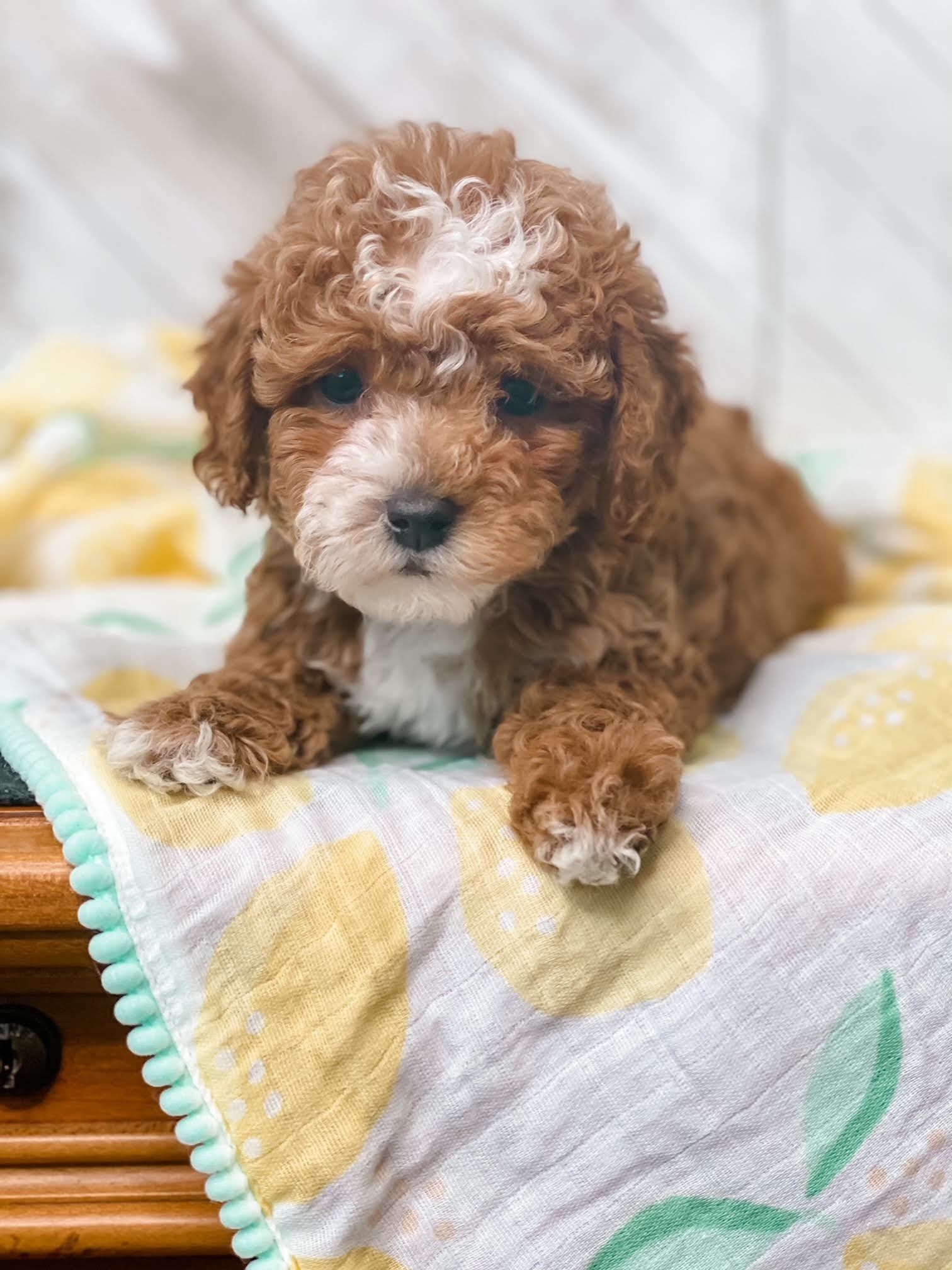 A small brown and white puppy sitting calmly on a neatly arranged bed.