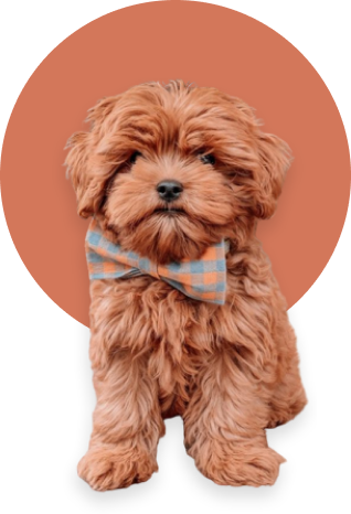 An elegant bow tie-clad small dog posing against a backdrop of a bright orange circle.
