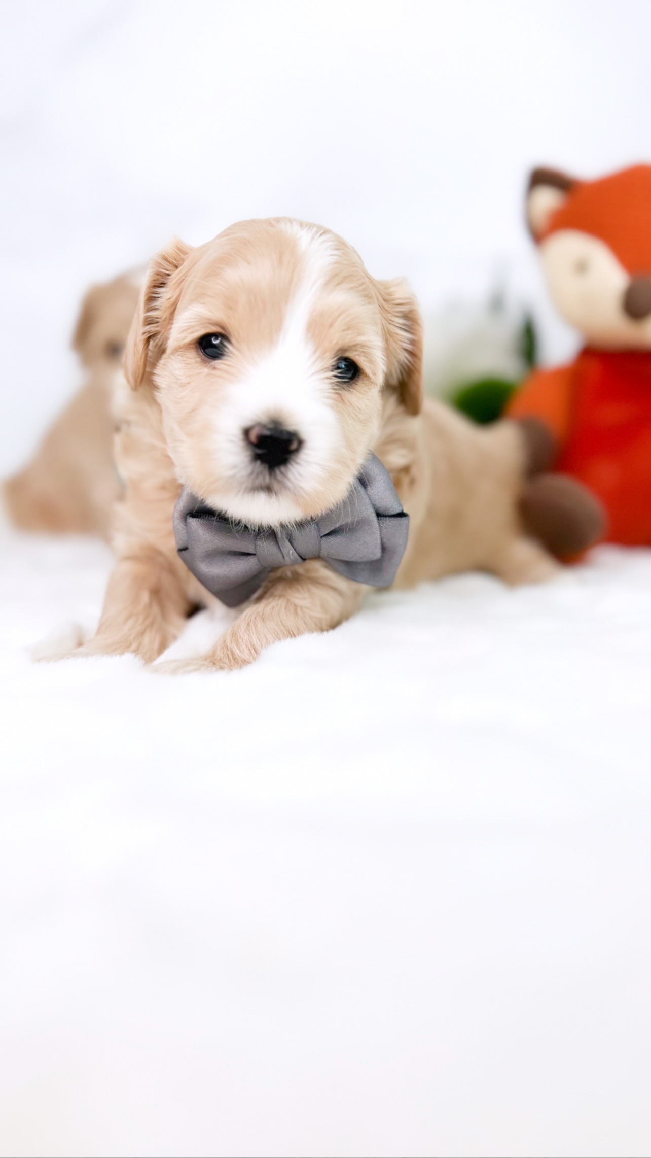 A small puppy wearing a dainty bow tie rests peacefully on a pristine white blanket.