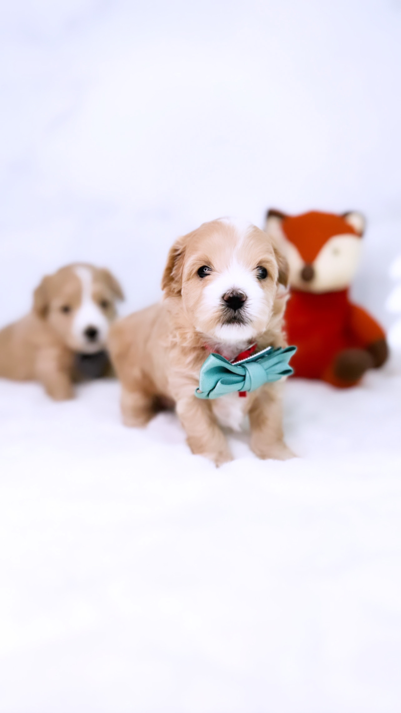 Two small dogs wearing adorable bow ties and surrounded by cuddly stuffed animals.