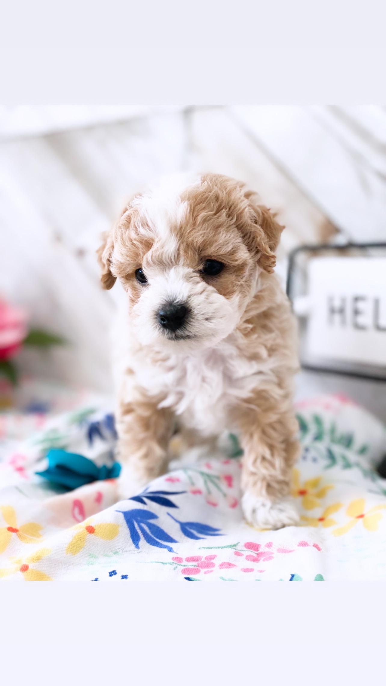A small brown and white puppy stands on a vibrant, multicolored blanket.