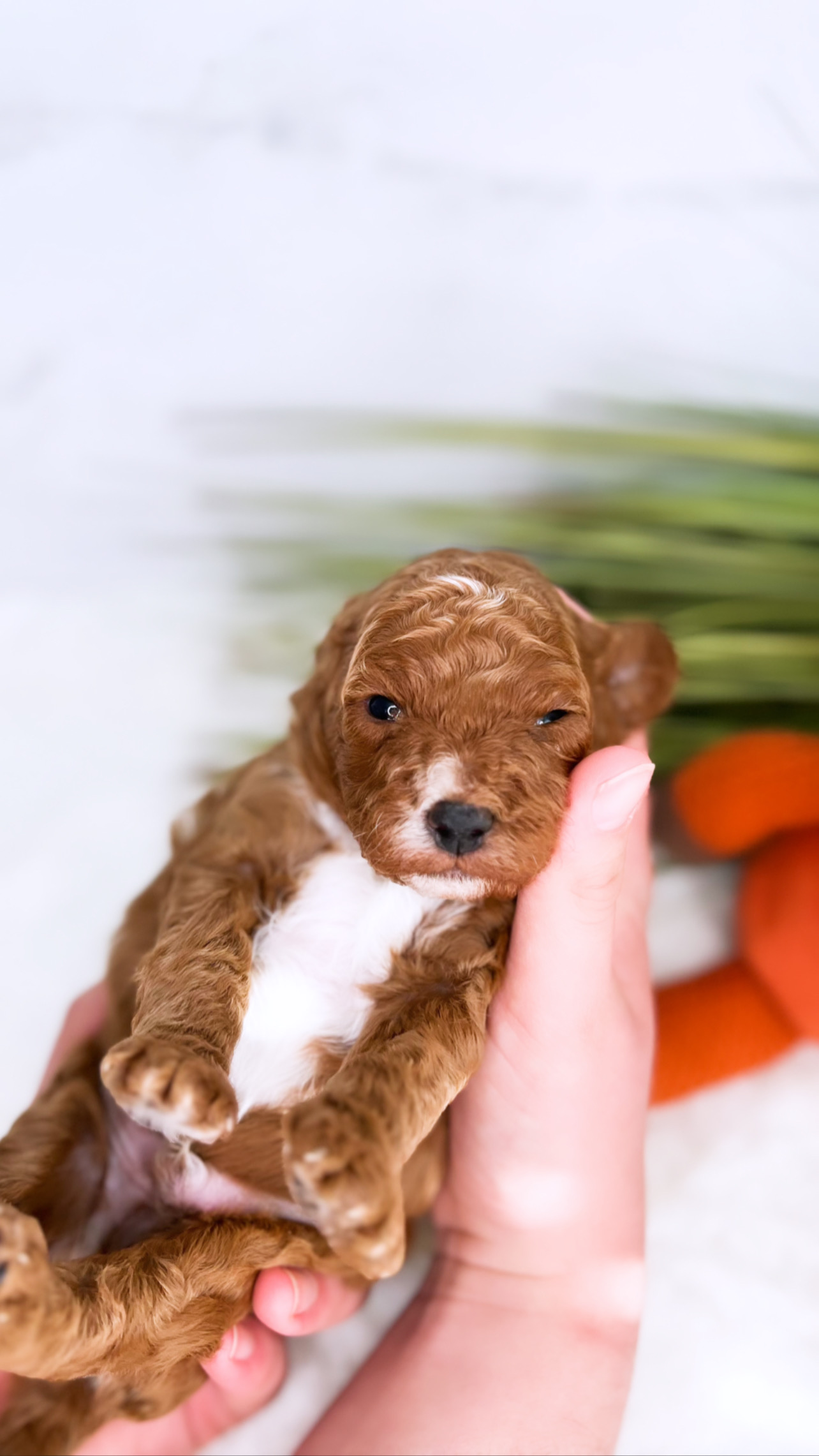 A person gently cradling a small Male teacup Cavapoo in their arms, with a backdrop of fresh carrots in the background.