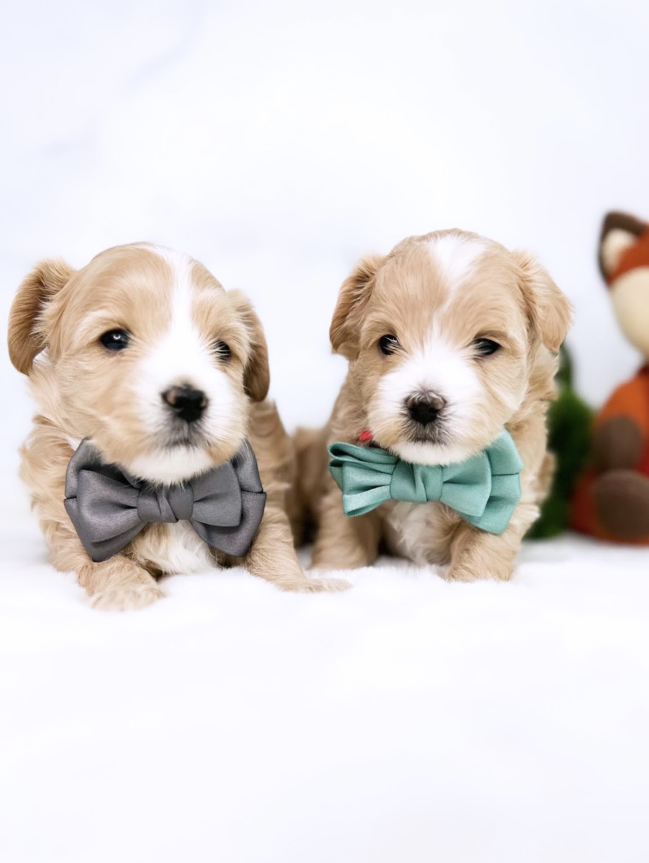 A pair of petite dogs, adorned with stylish bow ties, photographed against a clean white background.