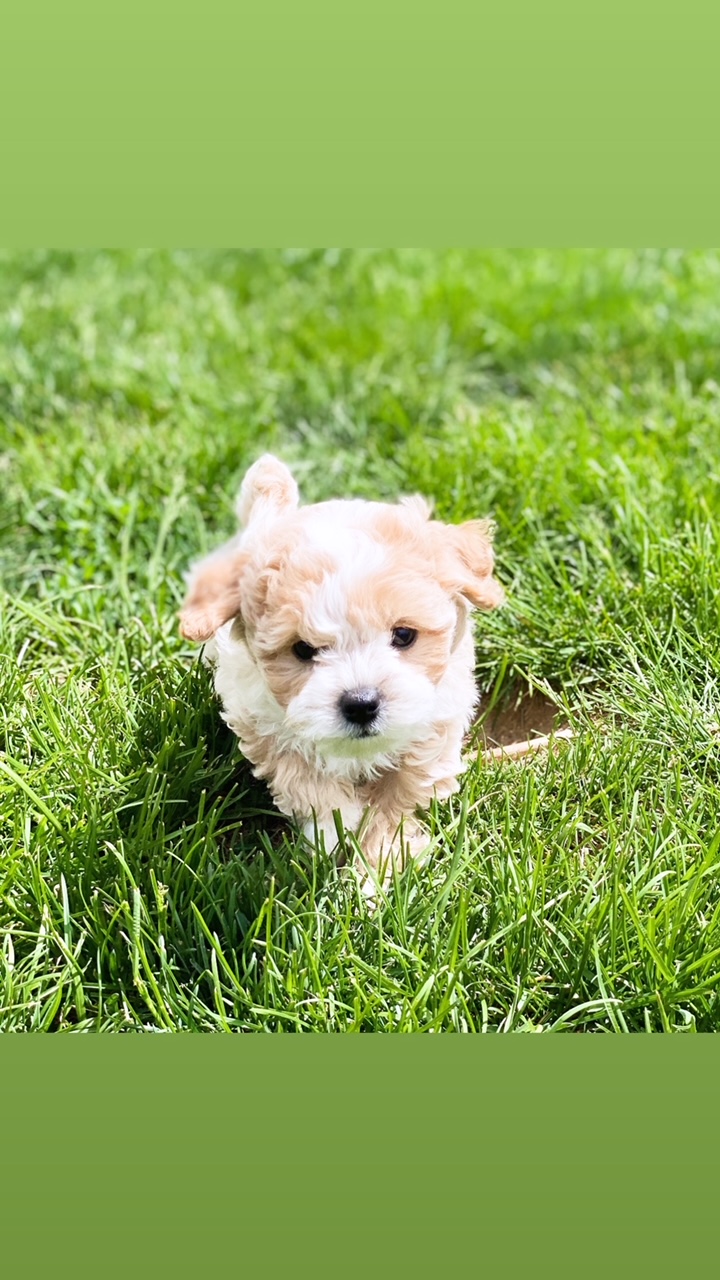 A small puppy with white and brown fur walks gracefully through a lush green meadow.