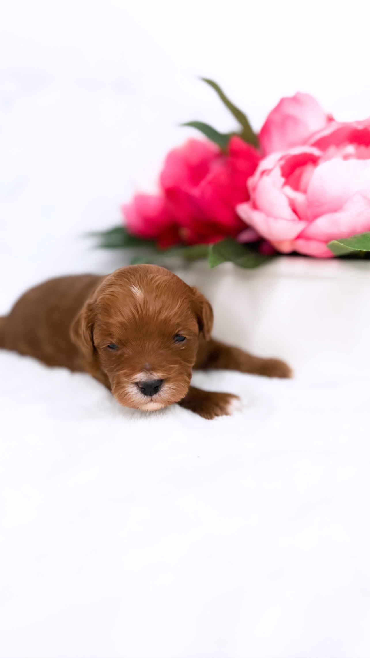 A small brown female teacup Cavapoo peacefully rests on a white surface adorned with delicate pink flowers.