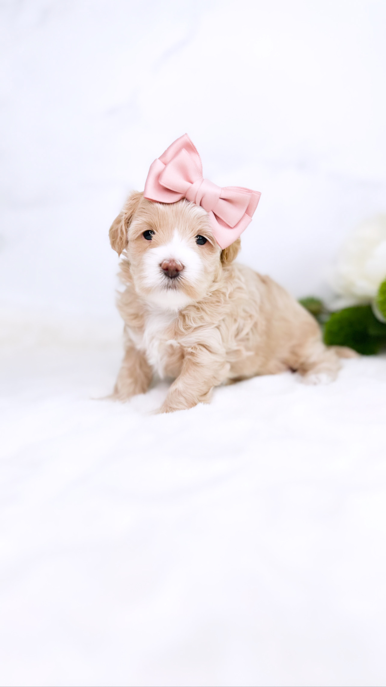 A small puppy with a pink bow adorning its head, looking adorable and charming.