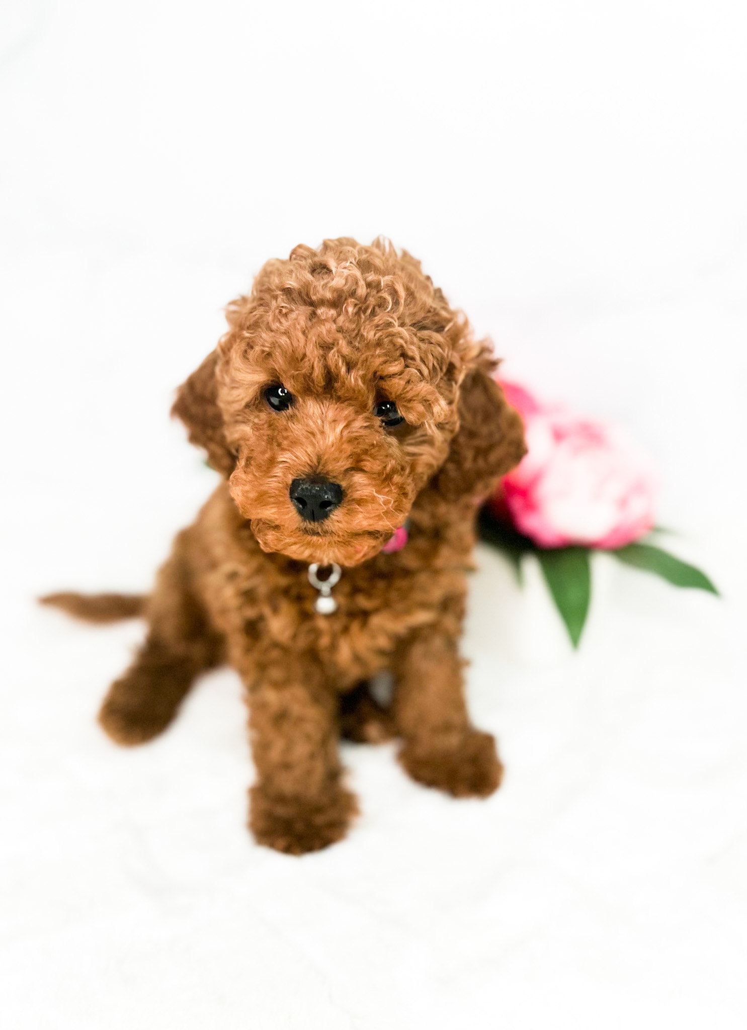A small brown toy poodle puppy sits gracefully in front of a delicate pink flower, showcasing its adorable presence.
