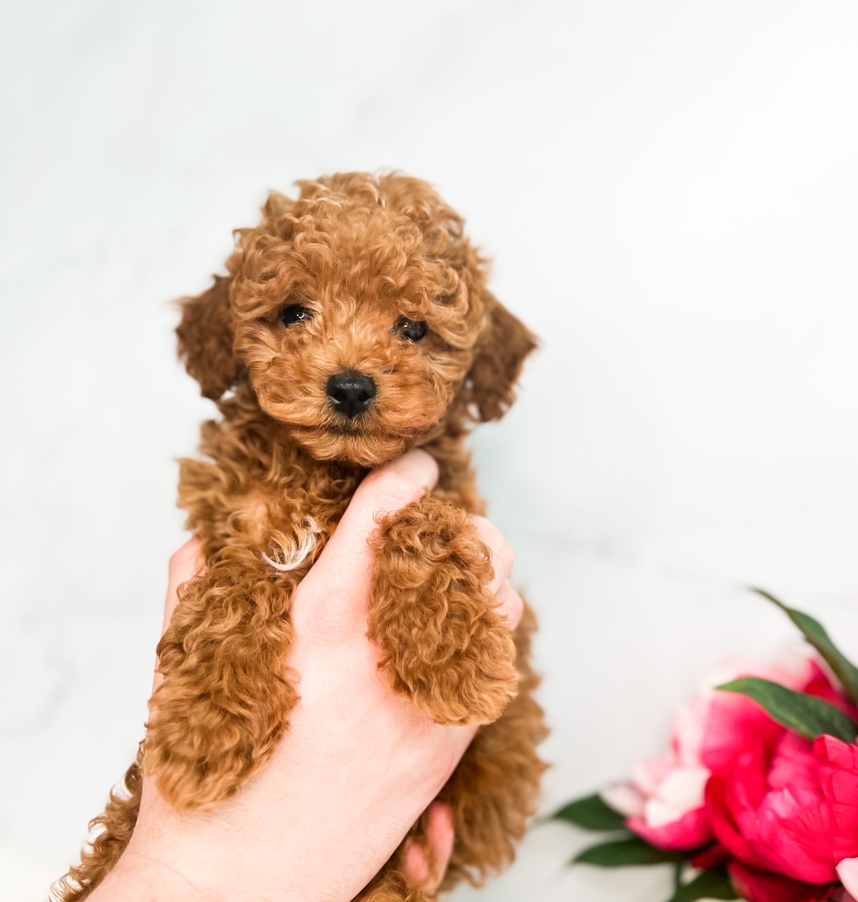 A person gently cradling a tiny brown toy poodle puppy in their hands.