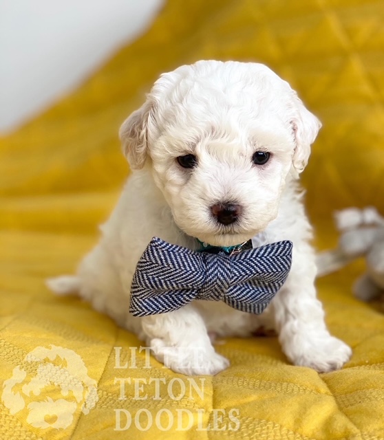 A small white puppy adorned with a dainty blue bow tie, exuding an air of elegance and charm.