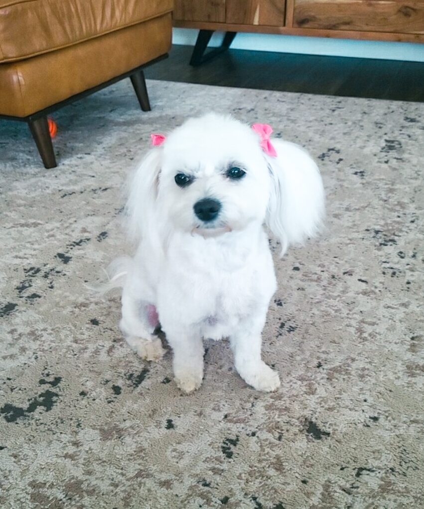A small white dog adorned with delicate pink bows, calmly seated on the floor.