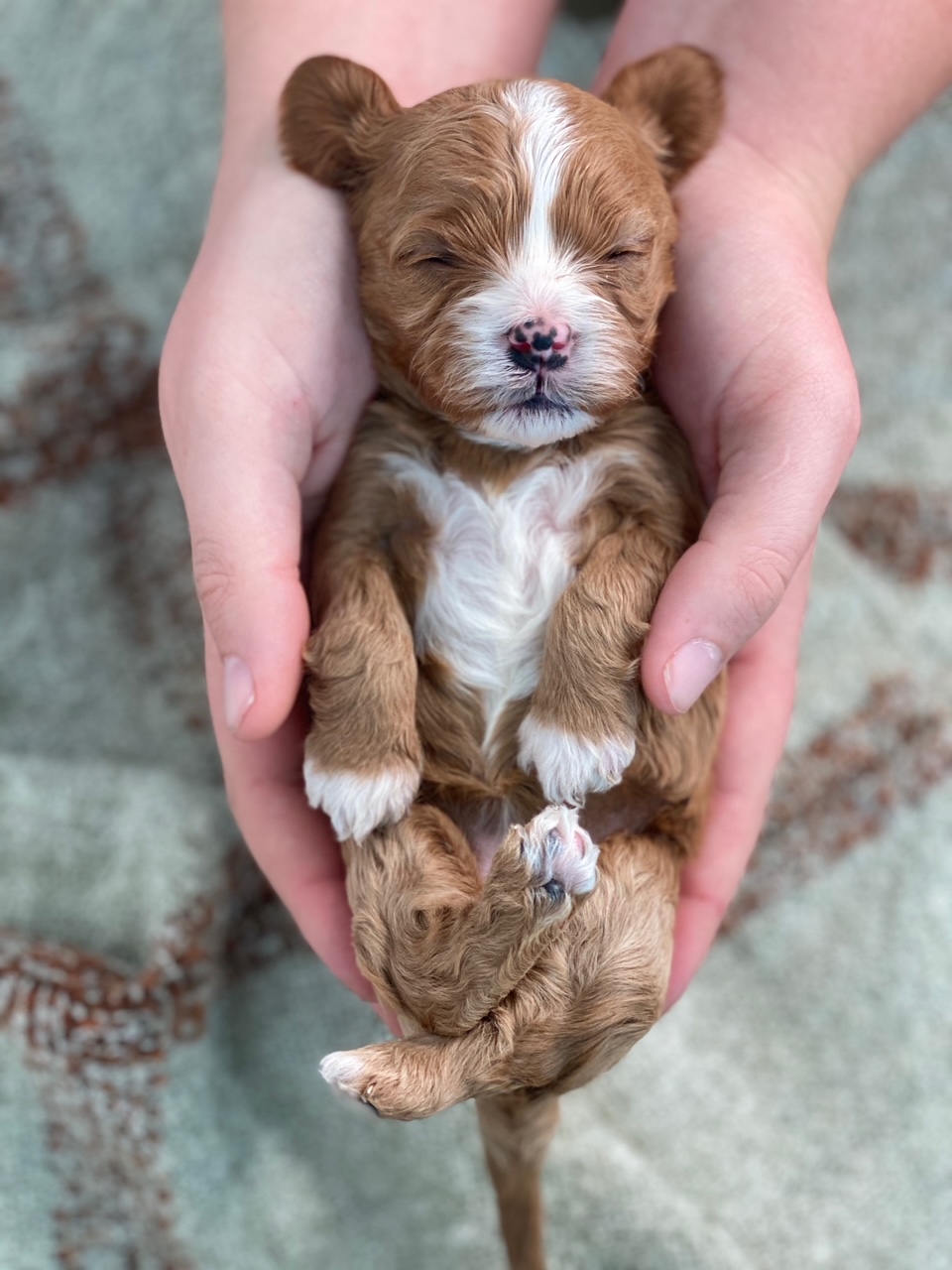 A person gently cradles a tiny brown and white Female Cavapoo in their hands.