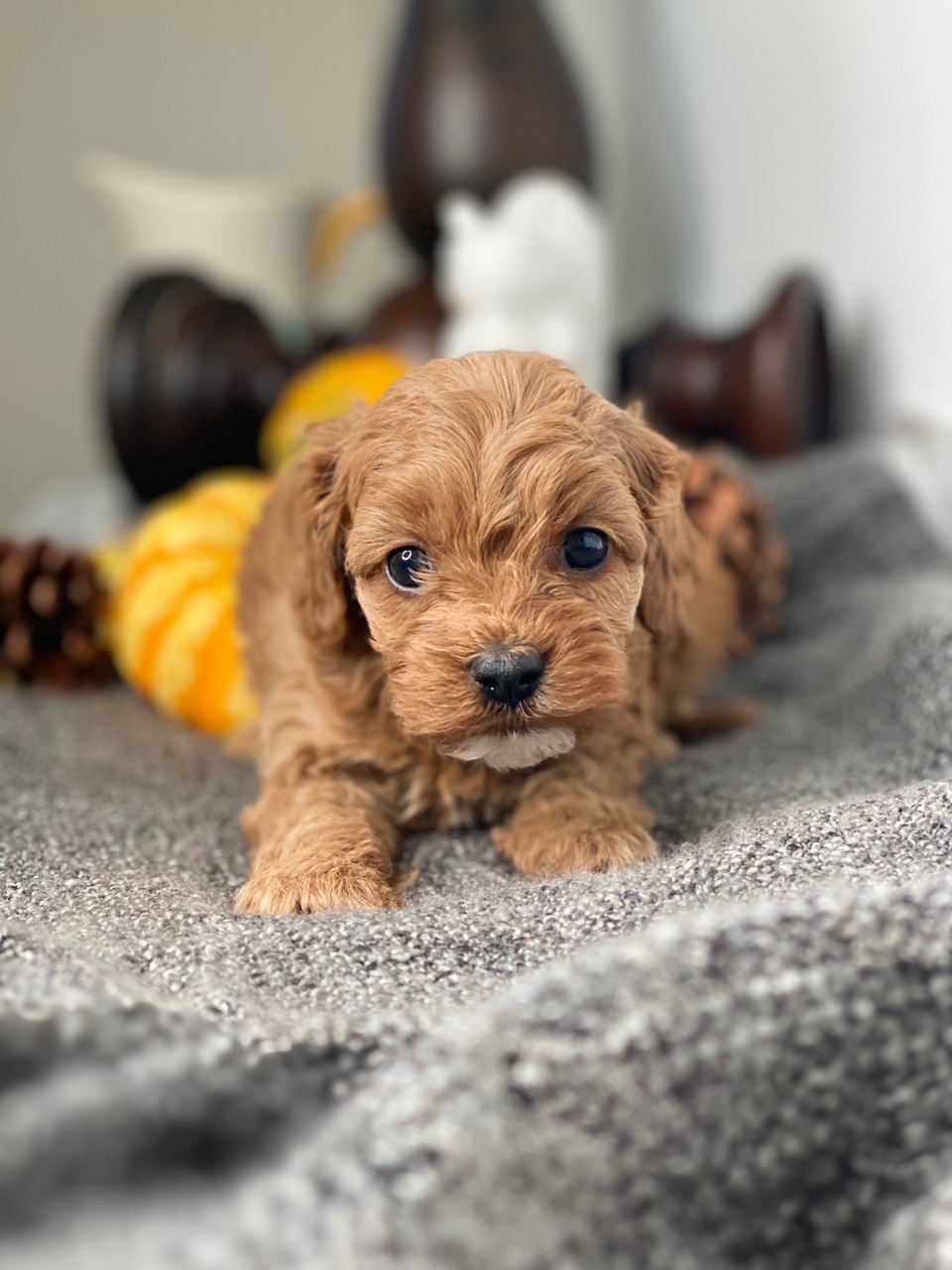 A small brown male Cavapoo peacefully rests on a soft blanket, its eyes closed and paws tucked underneath its body.