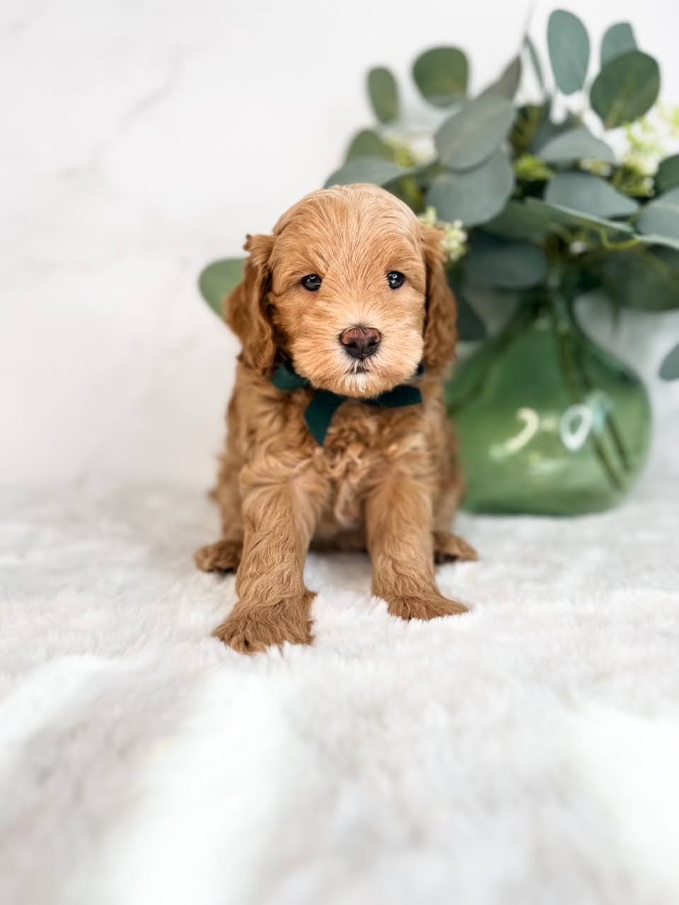 A male Micro Cavadoodle with a neck tie