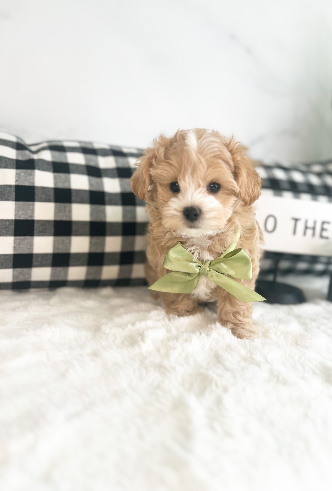 An adorable puppy dons a green bow tie while lounging on a bed.