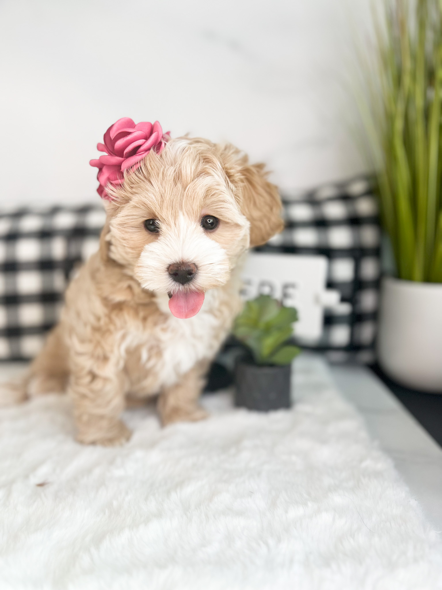 A cute, small puppy with white and brown fur wearing a pink flower on its head.