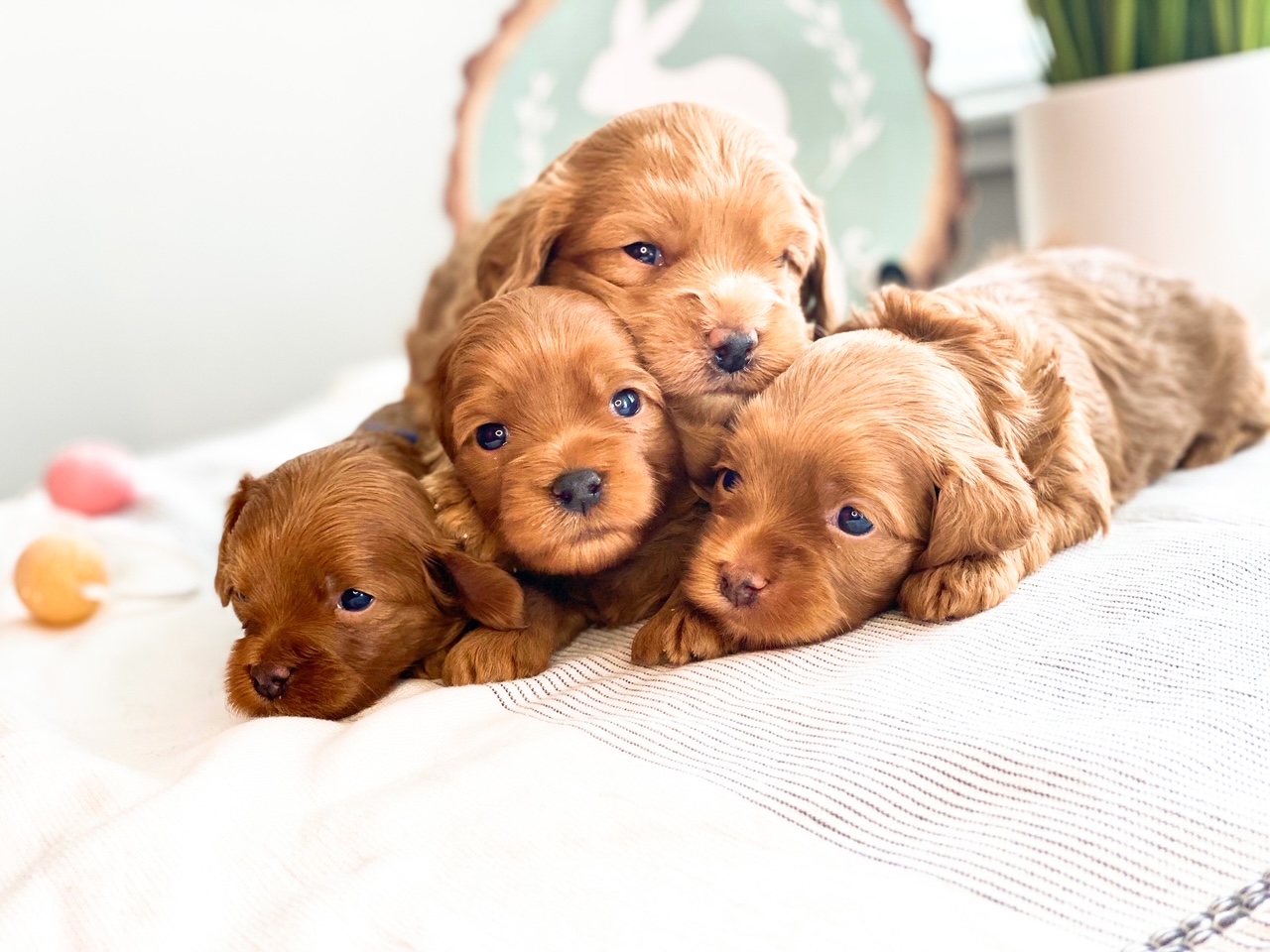 Four adorable puppies peacefully stacked on one another, showcasing their irresistible charm and creating a heartwarming sight.