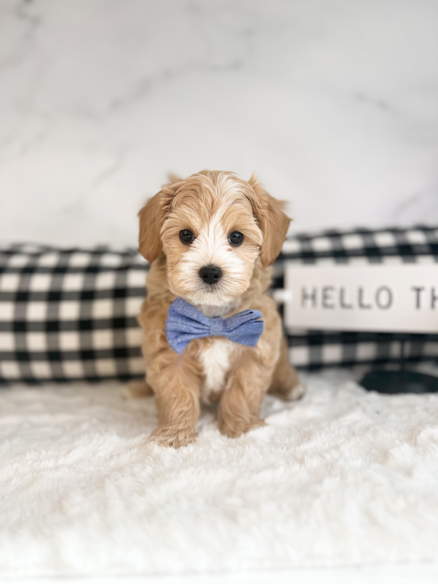 An elegant bedecked pup, sporting a refined bow tie, calmly seated on a comfortable bed.
