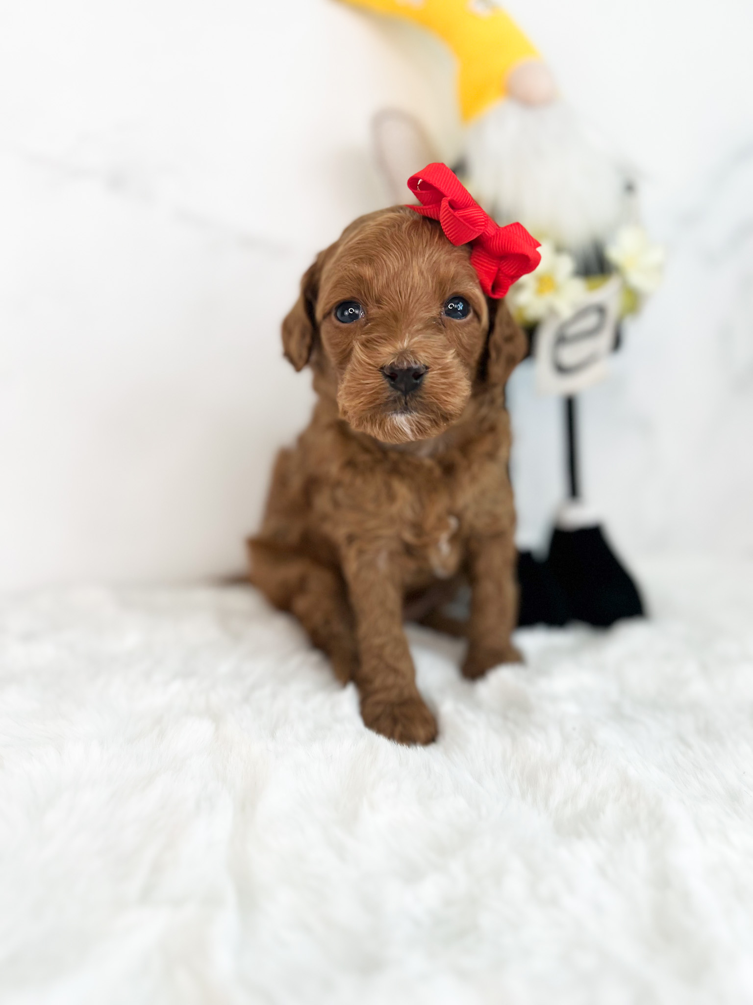 A small brown puppy with a red bow sits gracefully on a pristine white rug.