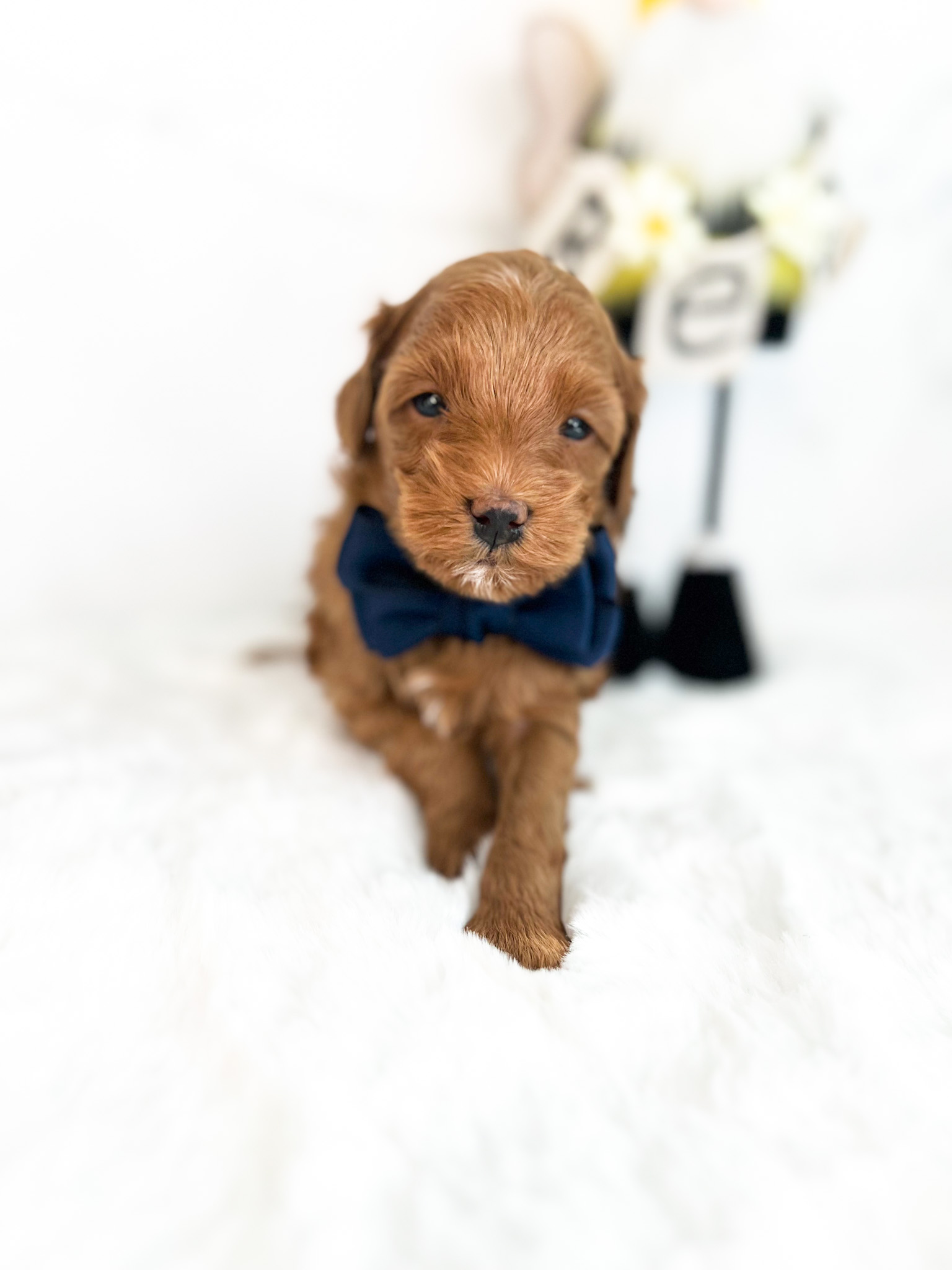 A small brown puppy with floppy ears and innocent eyes, looking adorable in a neatly tied blue bow tie.