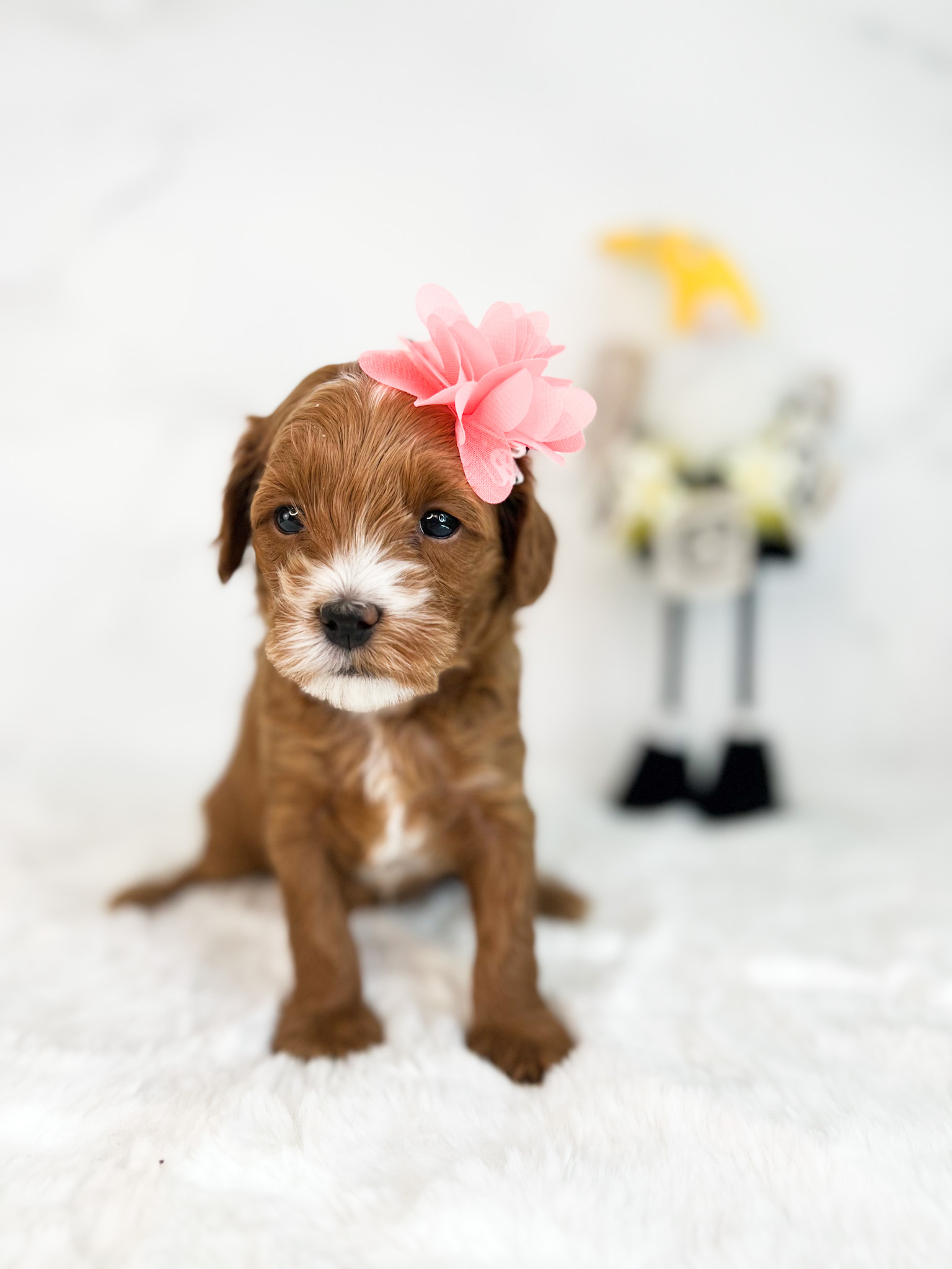 A tiny brown puppy with a delicate pink flower adorning its fur.