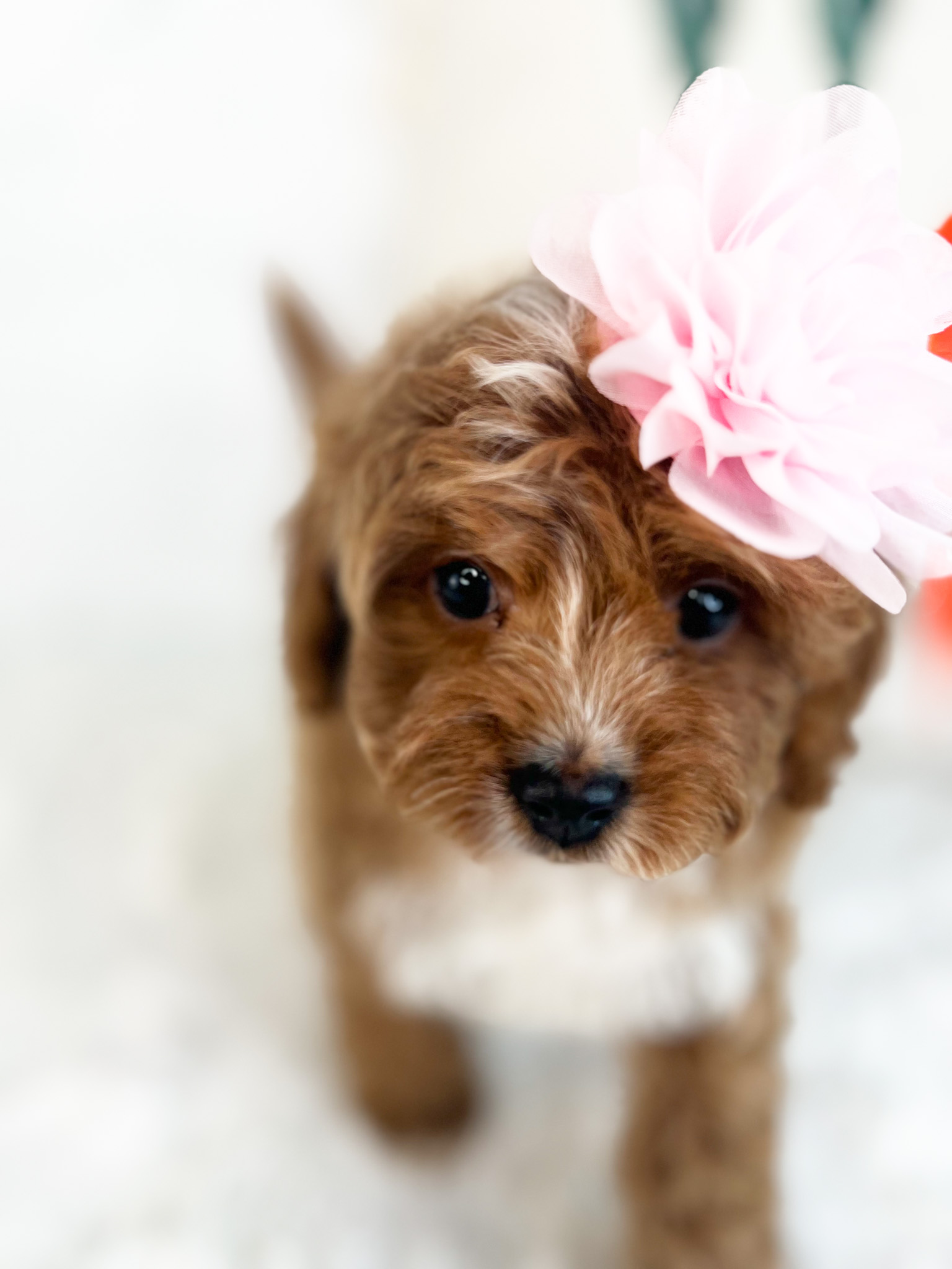 Teacup Cavadoodle with a pink floral headband