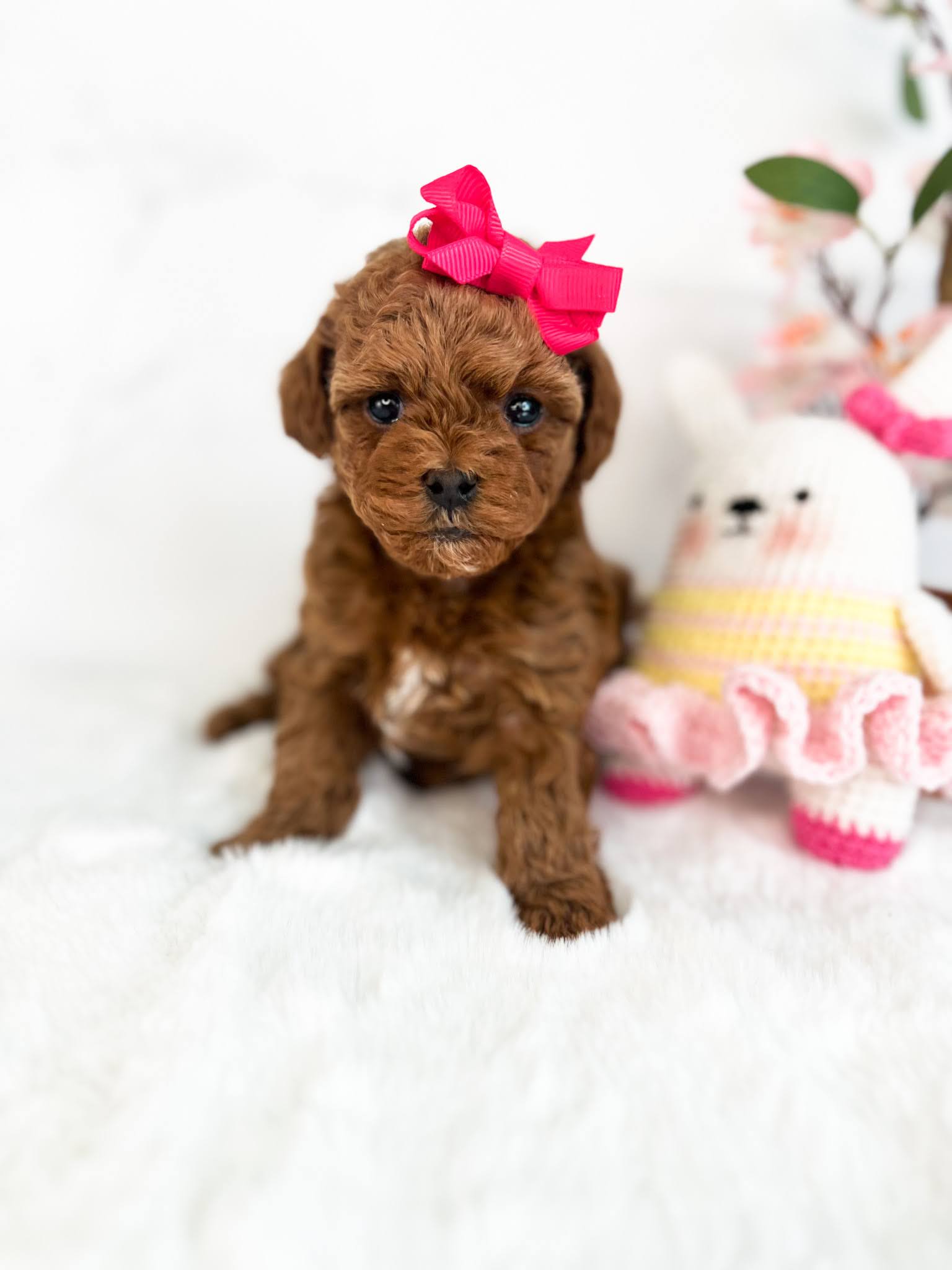 a female micro cavadoodle with pink ribbon headband