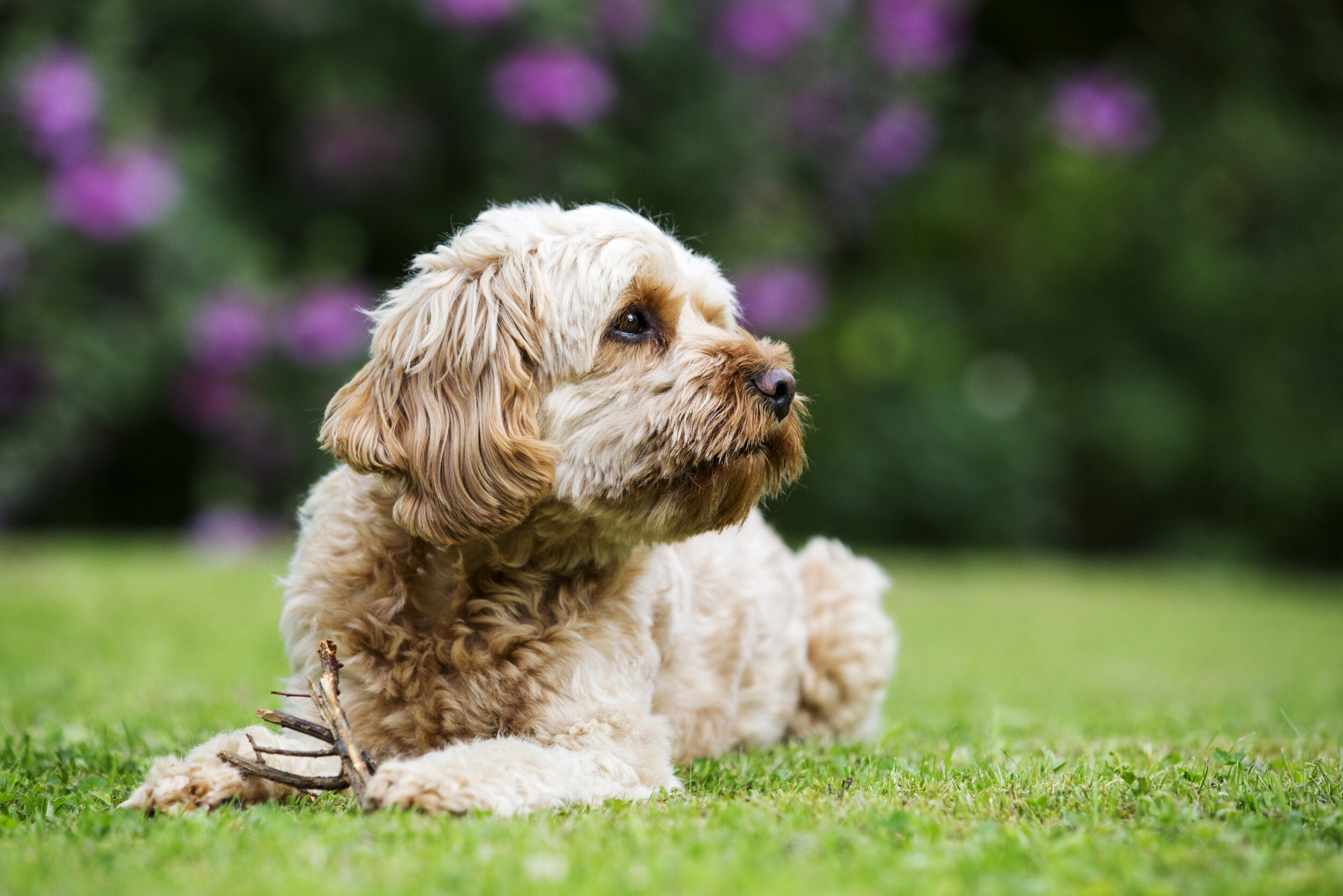 A Bernedoodle with a white and black color combination