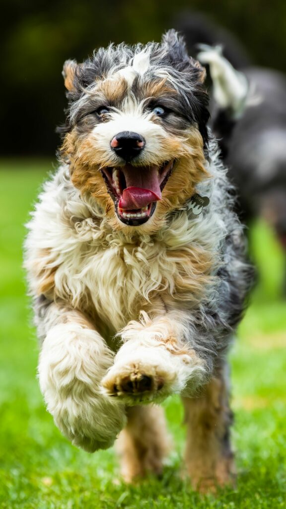 A closeup image of a Bernedoodle dog running with their mouth open and tongue out