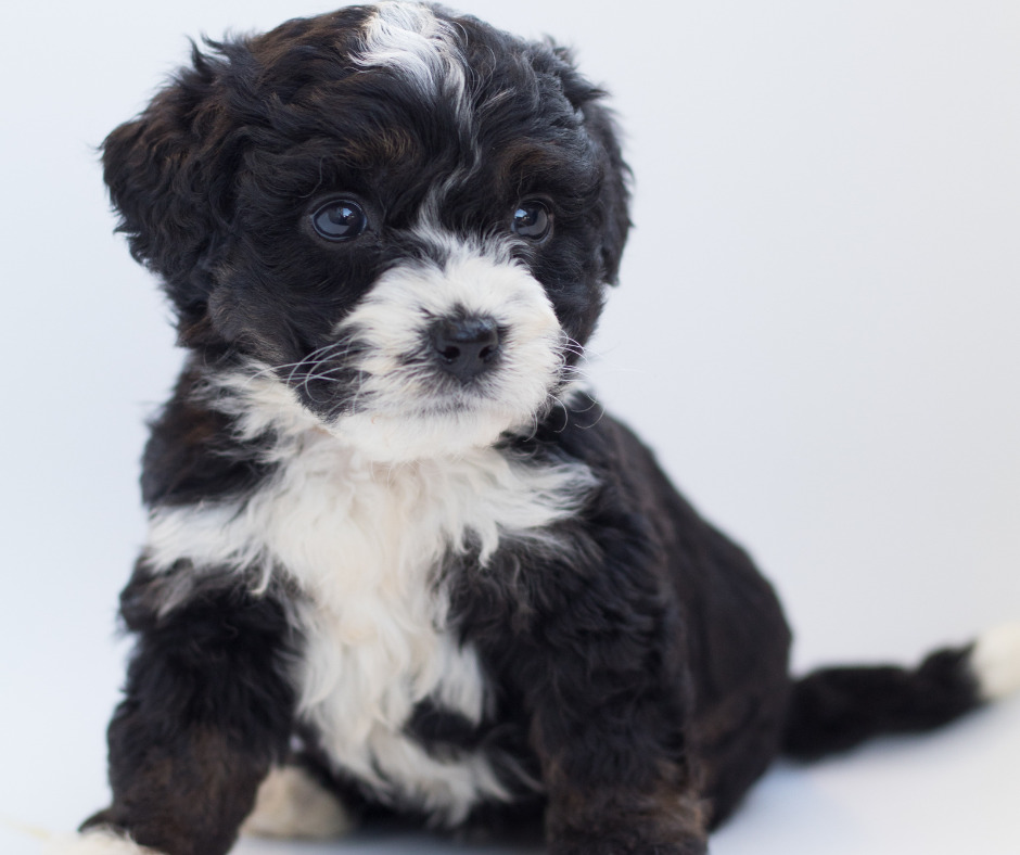 A Bernedoodle with a white and black color combination