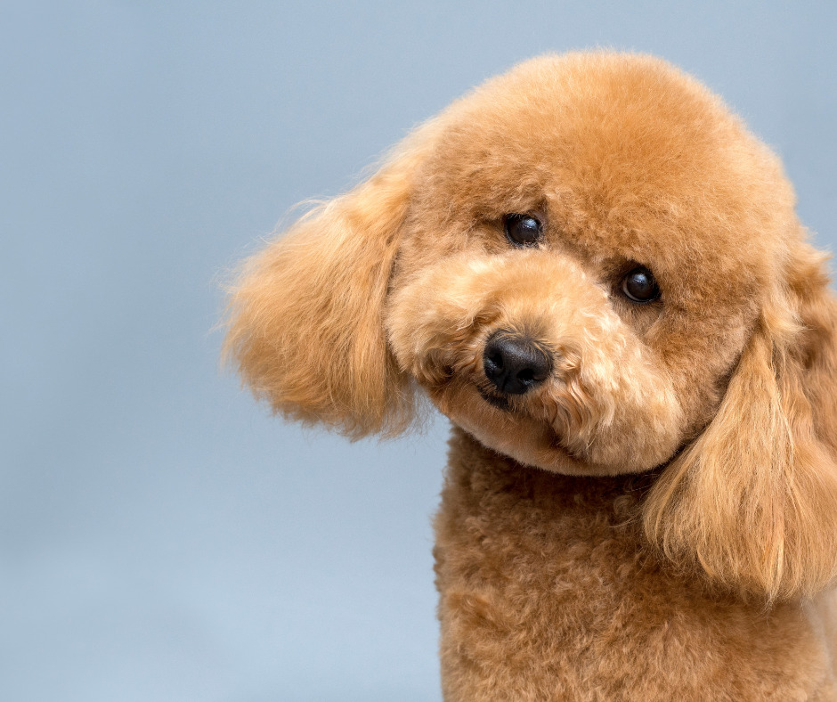 how to care for poodle puppies
