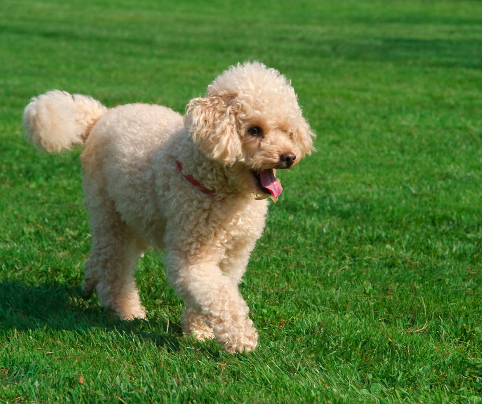how to care for poodle puppies