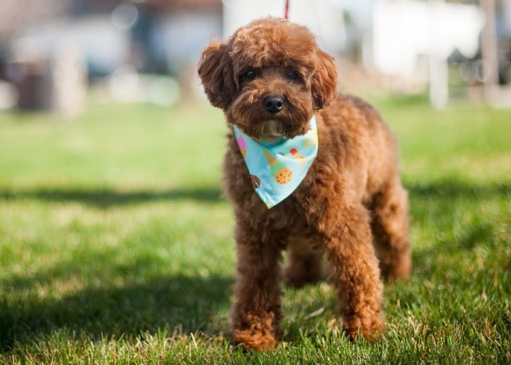 A brown dog sporting a stylish bandana rests on the lush green grass.