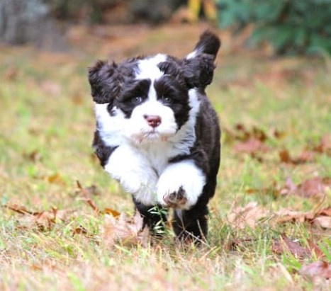 playing bernedoodle puppy