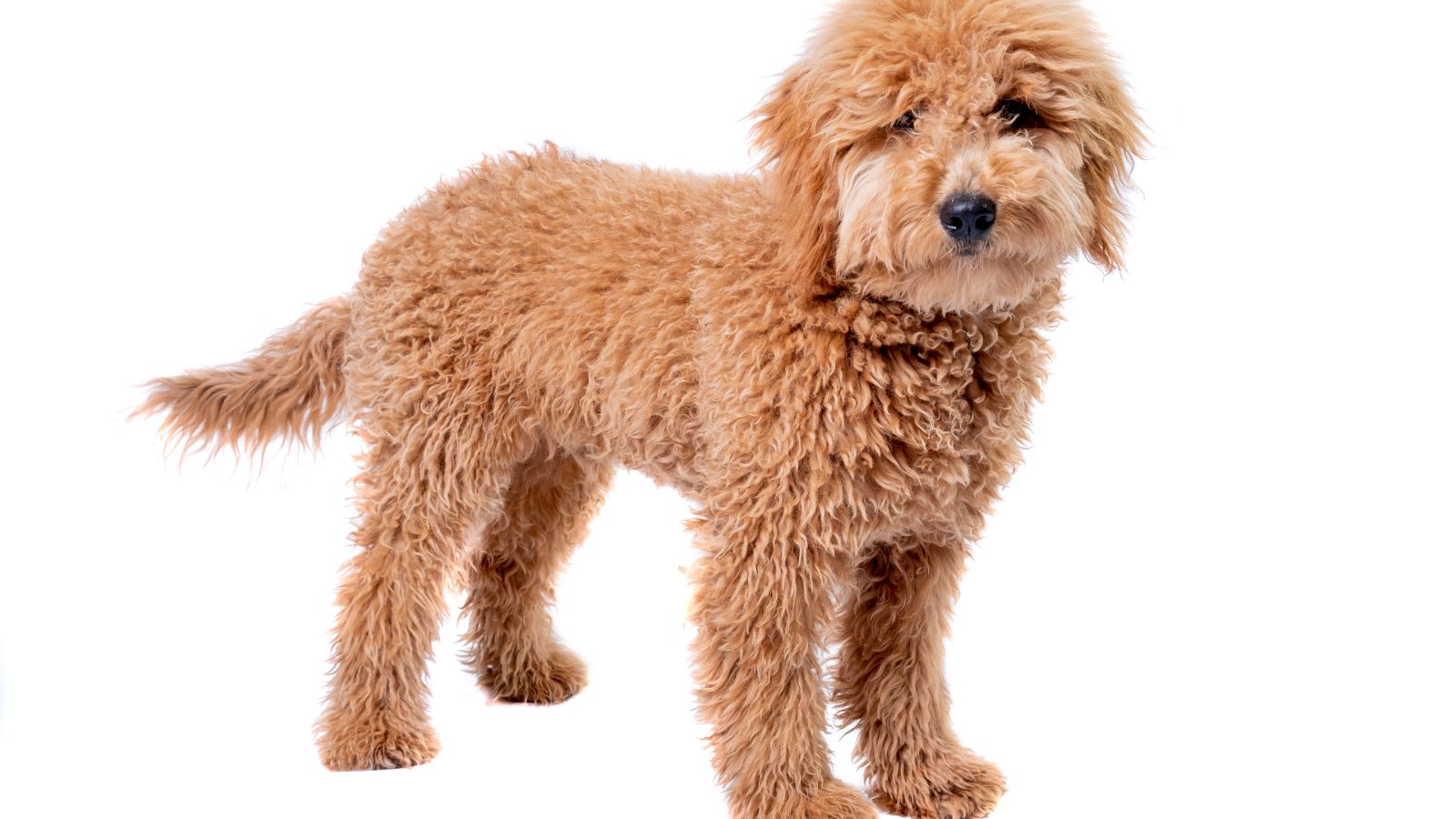 Brown goldendoodle with a white background