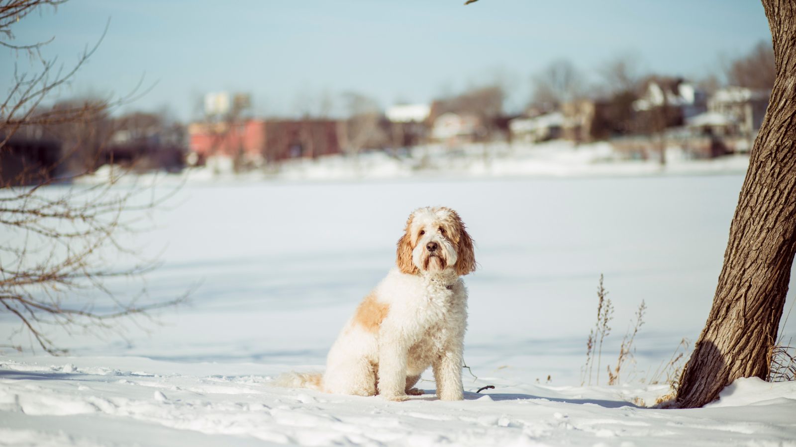 Goldendoodle on the snow