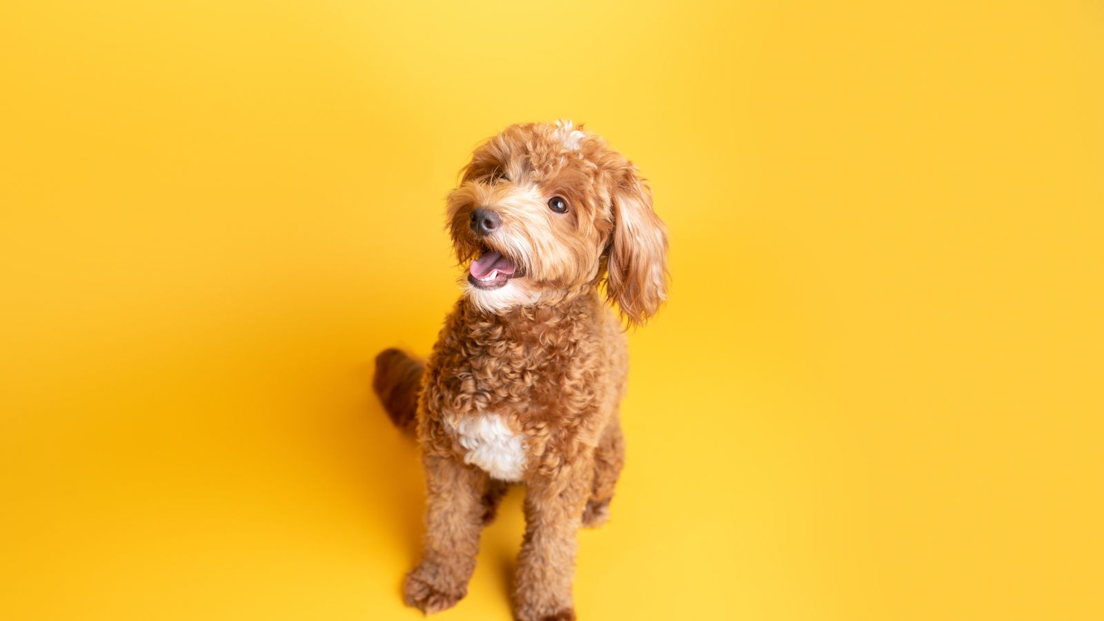 Photoshoot of a cute mini golden doodle
